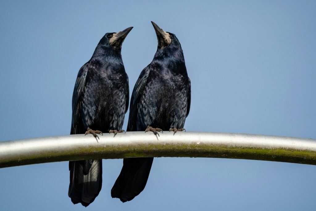 pexels-photo-29238589-29238589 Close-up of two crows perched on a metal beam under a clear blue sky.